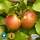 Buy Apple - Malus domestica Bramley Seedling online from Jacksons Nurseries