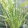Buy Miscanthus sinensis Strictus (Porcupine Grass) online from Jacksons Nurseries