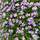 Buy Aubrieta Purple Cascade (Aubretia) online from Jacksons Nurseries