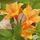 Buy Azalea ex/knap Klondyke' online from Jacksons Nurseries