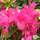 Buy Azalea japonica 'Diamond Pink'  online from Jacksons Nurseries