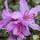 Buy Azalea japonica 'Diamond Purple' online from Jacksons Nurseries