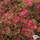 Buy Azalea japonica 'Diamond Red'  online from Jacksons Nurseries