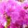 Buy Azalea japonica 'Geisha Purple'  online from Jacksons Nurseries