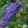 Buy Buddleja Dreaming Purple (Butterfly Bush) online from Jacksons Nurseries