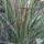 Buy Calamagrostis  x acutiflors 'Overdam' (Feather Reed-Grass) online from Jacksons Nurseries