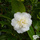Buy Camellia japonica 'Alba Plena' online from Jacksons Nurseries.