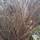 Buy Carex Carex comans Milk Chocolate (Bronze New Zeland hair Sedge) online from Jacksons Nurseries.
