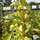 Buy Cornus alba Aurea (Red-barked Dogwood Golden Tartarean) in the UK