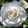 Buy Rosa 'Blanche Double de Coubert' (RU) online from Jacksons Nurseries.