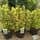 Buy Euonymus japonicus 'Elegantissimus Aureus'  (Japanese spindle) online from Jacksons Nurseries