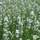 Buy Lavandula angustifolia Alba (Lavender) online from Jacksons Nurseries