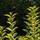 Ligustrum ovalifolium Aureum bare root foliage sky