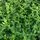 Buy Ligustrum ovalifolium Bare Root