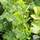 Buy Lonicera japonica Aureoreticulata online from Jacksons Nurseries