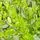 Buy Lonicera pileata Bare Root