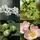 Buy Mixed Native Hedge Pack (Blackthorn Base)