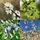 Buy Mixed Native Hedge Pack (Hawthorn Base) bare root