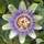 Buy Passiflora caerulea (Blue Passion Flower) online from Jacksons Nurseries.
