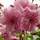 Buy Prunus triloba (Flowering Cherry Almond Tree) online from Jacksons Nurseries.
