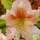 Buy Rhododendron Hybrid 'Viscy' online from Jacksons Nurseries