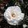 Buy Rosa White Flower Carpet (Groundcover Rose) online from Jacksons Nurseries