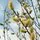 Buy Salix alba Bare Root