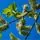 Buy Salix cinerea Bare Root