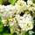 Buy Syringa vulgaris Primrose (Common Lilac) online from Jacksons Nurseries.