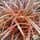Buy Uncinia Rubra Everflame(Red Hook Sedge) online from Jacksons Nurseries.