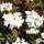 Buy Viburnum plicatum f. tomentosum Lanarth (Japanese snowball) online from Jacksons Nurseries