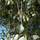 Buy Betula Pendula (Silver Birch) in the UK