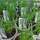 Buy Allium schoenoprasum (Chives) online from Jacksons Nurseries.