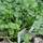 Buy Coriandrum sativum (Coriander) online from Jacksons Nurseries.