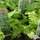 Buy Tanacetum parthenium, (Feverfew) online from Jacksons Nurseries.