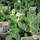 Buy mentha suaveolens variegata , (Applemint) online from Jacksons Nurseries.