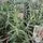 Buy Rosmarinus officinalis online from Jacksons Nurseries.