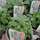 Buy Sage (Salvia officinalis) online from Jacksons Nurseries.