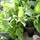 Buy Salvia elegans Sage (Pineapple) online from Jacksons Nurseries.