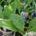 Buy Borago officinalis (borage) online from Jacksons Nurseries.