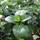 Buy mentha, x piperita citrata (Basil) online from Jacksons Nurseries.
