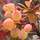 Buy Berberis wilsoniae (Wilson's barberry) online from Jacksons Nurseries.