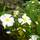 Buy Cistus x hybridus (syn. Cistus x corbariensis) online from Jacksons Nurseries.