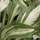 Buy Hosta 'Snake Eyes' (Plantain Lily) online from Jacksons Nurseries.