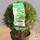 Buy Ilex crenata Topiary Cone (Japanese Privet) online from Jacksons Nurseries