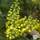 Buy Mahonia aquifolium (Mountain grape) online from Jacksons Nurseries