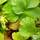 Buy Waldsteinia ternata (Siberian waldsteinia) online from Jacksons Nurseries.
