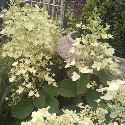 Buy Hydrangea paniculata Limelight (Climbing Hydrangea) online from Jacksons Nurseries.