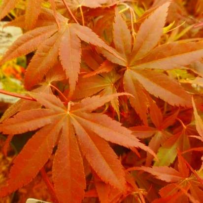 Buy Acer palmatum 'Brandt's Dwarf' (Japanese Maple) online from Jacksons Nurseries.