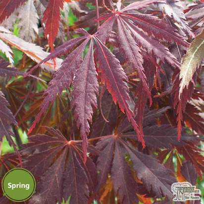 Buy Acer palmatum Burgundy Lace (Japanese Maple) online from Jacksons Nurseries